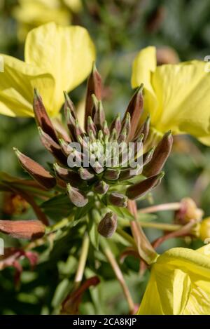 Die Blüten und Knospen von Evening Primrose - Oenothera biennis, aka Evening Star oder Sundrop. Stockfoto