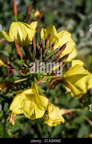 Die Blüten und Knospen von Evening Primrose - Oenothera biennis, aka Evening Star oder Sundrop. Stockfoto