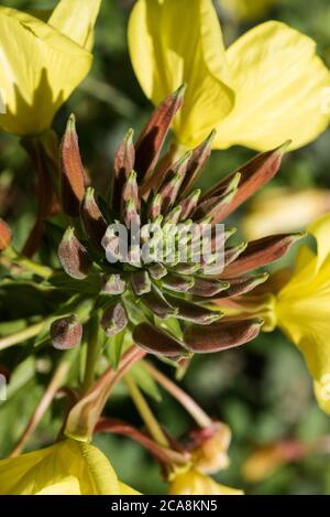 Die Blüten und Knospen von Evening Primrose - Oenothera biennis, aka Evening Star oder Sundrop. Stockfoto