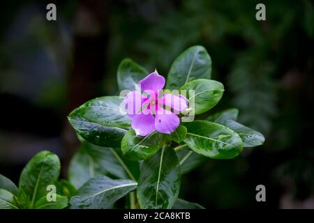 Wassertropfen auf den Blütenblättern der roten Blumen Stockfoto