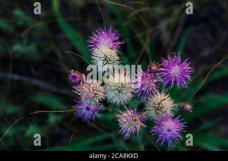 Weiß-lila Blüten von Kornblume Nahaufnahme. Sommerblüte von Wildkräutern. Natürliche Schönheit der Natur. Seitenansicht. Selektiver Fokus. Stockfoto