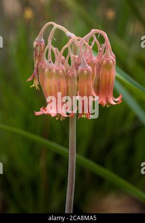 Nahaufnahme von Finger Schwein Ohr - Cotyledon Orbiculata var. dactylopsis aka Pepe Bush, mit hängenden orange rosa Glockenblumen. Stockfoto