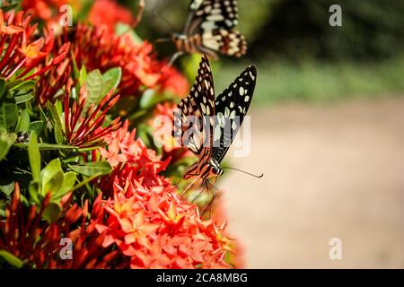 Sie sehen einen schwarz-weiß gefleckten Schmetterling auf einer Pflanze und der Hintergrund des Bildes ist unscharf Stockfoto