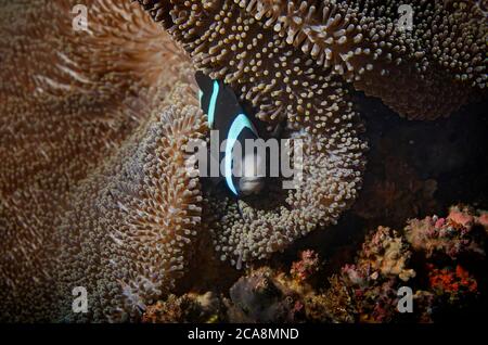 Clarks Anemonefish, Amphiprion clarkii, auf einem Merten-Teppich Anemone, Stichodactyla mertensii, Tulamben, Bali Stockfoto