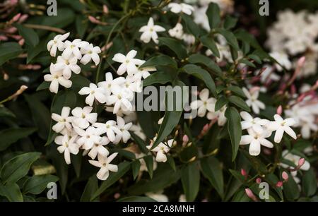 Jasminum officinale, gewöhnlicher Jasmin. Eine Nahaufnahme von duftenden Jasminblüten, einer Gattung von Sträuchern und Reben in der Familie der Oliven. Laub- oder immergrün. Stockfoto