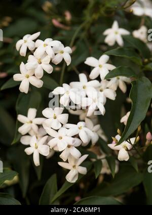 Jasminum officinale, gewöhnlicher Jasmin. Eine Nahaufnahme von duftenden Jasminblüten, einer Gattung von Sträuchern und Reben in der Familie der Oliven. Laub- oder immergrün. Stockfoto