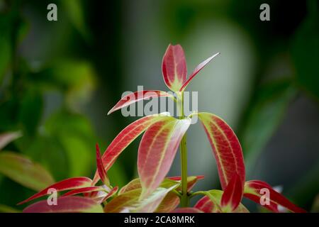 Neue frisch rot gefärbte Blätter auf Zimt Baum Stockfoto