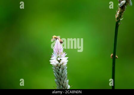 Foto von einer schönen Biene und Blumen ein sonniger Tag Stockfoto