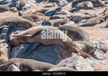 Kapfellrobben, Arctocephalus pusillus, am Cape Cross in Namibia Stockfoto