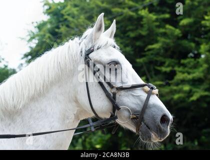 Porträt einer grauen Vollblutstute mit einem Zaumzeug, mit Bäumen im Hintergrund. Stockfoto