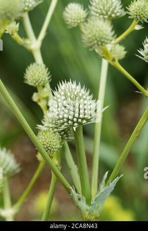Eryngium Yuccifolium, bekannt als Klapperschlange Meister, Knopf-Eryngo, und Knopf Schlange-Wurzel, ist eine Klumpen-bildende, blau grüne mehrjährige Kraut, Petersilie Familie Stockfoto