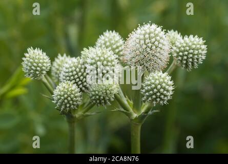 Eryngium Yuccifolium, bekannt als Klapperschlange Meister, Knopf-Eryngo, und Knopf Schlange-Wurzel, ist eine Klumpen-bildende, blau grüne mehrjährige Kraut, Petersilie Familie Stockfoto