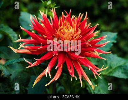 Nahaufnahme eines feurig gelb/roten, geflickten Kaktus Dahlia. Stockfoto