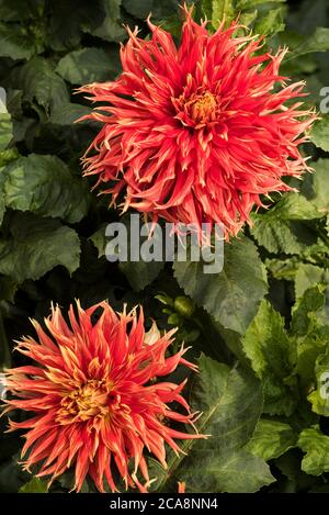 Feurig gelb/rot, geflickt, Kaktus Dahlien. Stockfoto