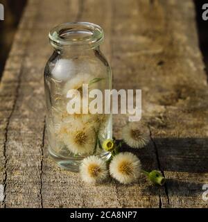 Flauschige weiße Samen in einem kleinen Glas auf einem Holztisch Nahaufnahme Stockfoto