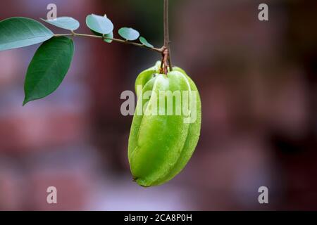 Sternfrucht auf dem Baum. (Wissenschaftlicher Name: Averrhoa carambola) Stockfoto