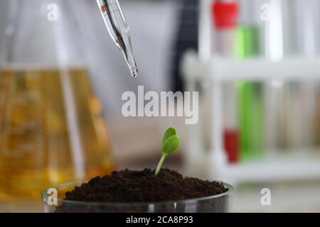 Pipette tropft auf einen grünen Sprossen im Boden Stockfoto