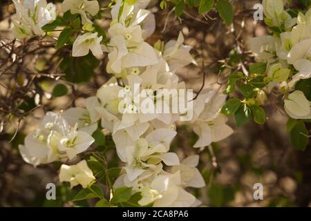 Reine weiße Fülle von Blumen zieht reichlich Insektenleben Stockfoto