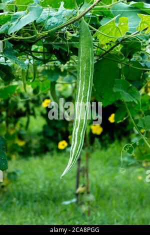 Schlangenkürbis, der an der Weinrebe hängt Stockfoto