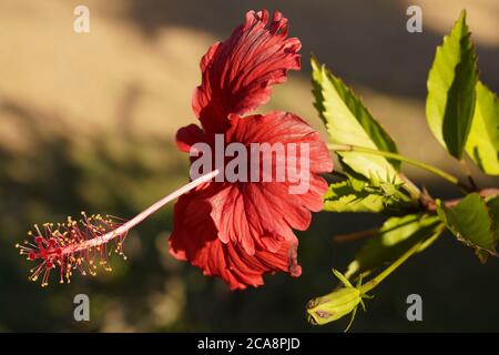 Hibiskusblüte in voller Blüte im tropischen Garten von Queensland Stockfoto