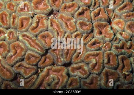 Nahaufnahme, Hirnkoralle, Lobophyllia hemprichii, Tulamben, Bali Stockfoto