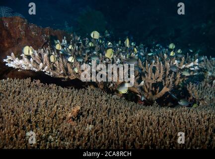 Schwarm von zwei Streifen Damegoist, Dascyllus reticulatus, über Hartkorallen, wo sie Schutz vor Raubtieren sind, Bali, Indonesien Stockfoto