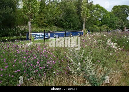 Wilde Blume durch Kanal mit Lastkahn im Hintergrund. Stourbridge Canal. Schwarzes Land. England. VEREINIGTES KÖNIGREICH Stockfoto