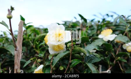 Kamelienblüte blüht um die Teepflanze herum. Stockfoto