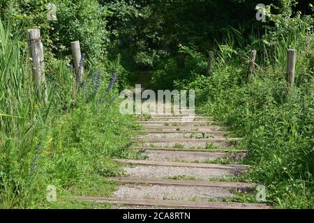 Natürliche Holztreppen durch Kies zwischen den Bäumen im heißen Sommer Süden ergänzt. Sommer. Stockfoto