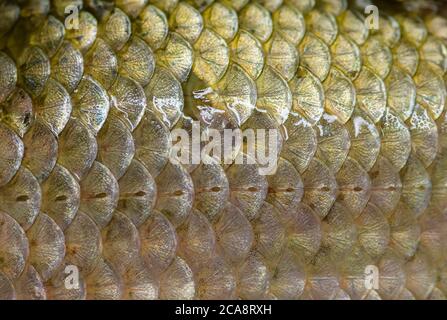 Echte Karauschen Fischschuppen - natürlicher Hintergrund. Stockfoto