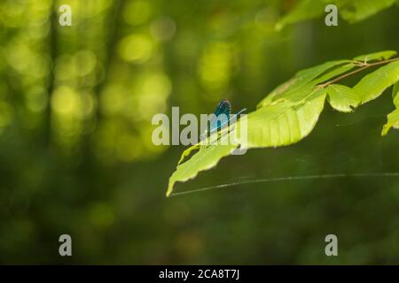 libelle mit wunderbar leuchtenden Farben auf dem Blatt im Wald Stockfoto