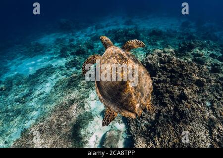 Meeresschildkröte gleitet unter Wasser im transparenten Ozean. Stockfoto