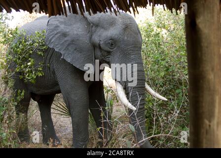 Ein großer Elefantenbulle wandert durch die Zelte im Katavi Wildlife Camp. Solche Begegnungen mit Wildtieren sind ein besonderer Nervenkitzel für die Gäste Stockfoto