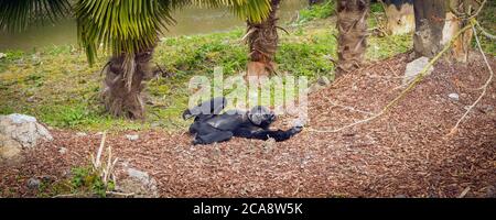 Siamang Gibbon Affe unter Palmen liegend, Banneransicht Stockfoto