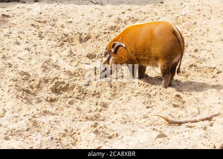 Orange Farbe rot Fluss Schwein graben den Sand Stockfoto