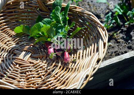 Frisch gepflückte Rettich in einem Weidenkorb Trug Stockfoto