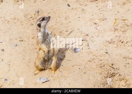 Nette lustige Erdmännchen stehend auf zwei Pfoten und Suchen Stockfoto