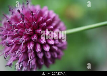 Lila Blume Nahaufnahme (Rundkopf Lauch) Stockfoto