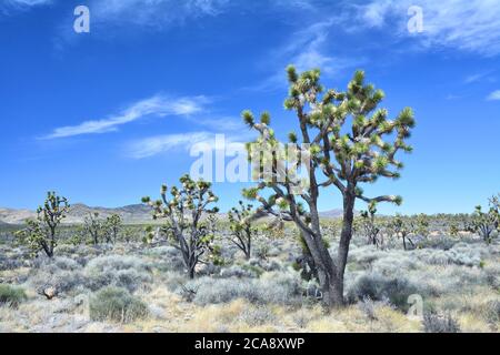 Joshua Trees in Mojave National Preserve. Stockfoto