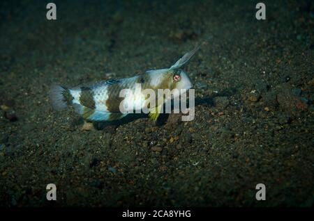 Pfauenrasierfisch, Iniistius pavo, auf vulkanischem Sand, Tulamben, Bali Stockfoto