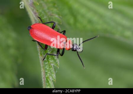 Scharlachroter Feuerkäfer, Feuerkäfer, Feuerfliege, Feuerfliege-Käfer, Pyrochroa coccinea, Kardinalkäfer, Kardinalkäfer, le pyrocher écarlate, le Stockfoto