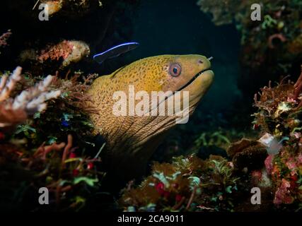 Yellowmargin Moray Eel, Gymnothorax flavimarginatus, mit Bluestreak Reiniger Lippfisch, Labroides dimidiatus, Tulamben, Bali Stockfoto