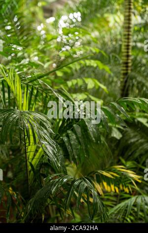 Grüne Pflanzen im tropischen Regenwald in der Regenzeit. Grüne Palmenblätter im tropischen Wald mit Wassertropfen. Stockfoto