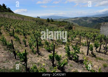 WEINBERGE UND WEINHERSTELLUNG ENTLANG DES DOURO FLUSSES IN PORTUGAL Stockfoto