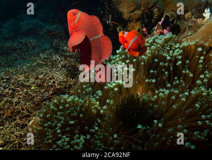 Spinecheek Anemonefish, Premnas biaculeatus, Erwachsene mit jungen, in Anemone, Tulamben, Bali Stockfoto