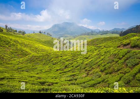 Tee Anwesen in der Nähe der Top-Station, Munnar, Kerala, Indien, Asien Stockfoto