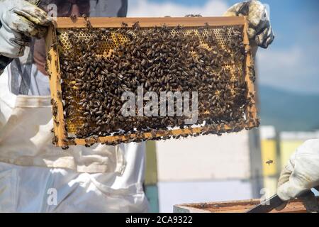 Imker hält eine Honigwabe voller Bienen. Imker inspiziert Wabenrahmen an der Imkerei. Bienenzuchtkonzept Stockfoto