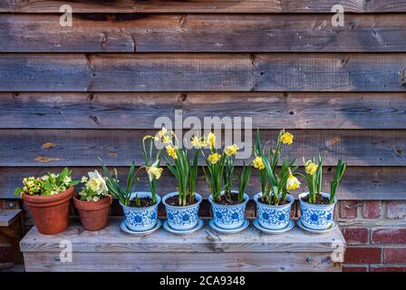 Narzissen und Primeln in dekorativen Pflanzentöpfen standen auf einer Bank. Stockfoto