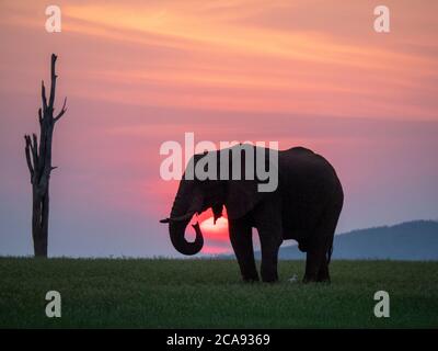 Ein erwachsener afrikanischer Buschelefant (Loxodonta africana) bei Sonnenuntergang am Ufer des Karibasees, Simbabwe, Afrika Stockfoto
