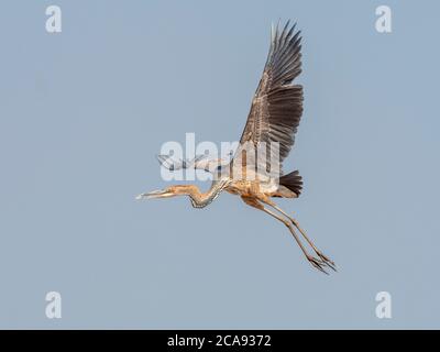 Erwachsener goliath-Reiher (Ardea goliath), der in der Nähe des Kariba-Sees, Simbabwe, Afrika, fliegt Stockfoto